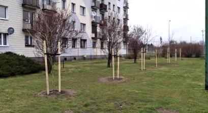 Nowe drzewa przed blokiem 