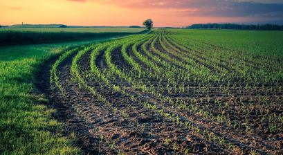 Pole z zieloną roślinnością 