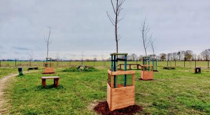 Nowe nasadzenia drzew na wybiegu „Psia Baza Zachód” 