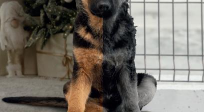 Zwierze-to-nie-prezent