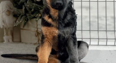 Zwierze-to-nie-prezent