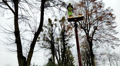 Zdjęcie z akcji usuwania jemioły. W tle drzewo i ekipa arborystyczna.