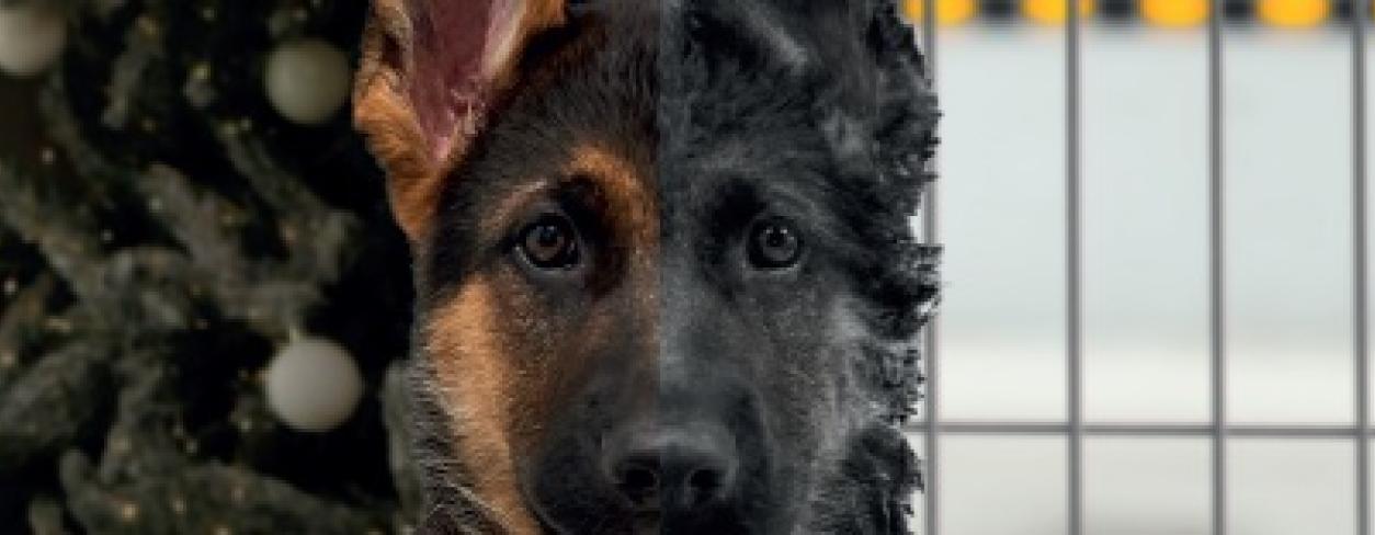 Zwierze-to-nie-prezent