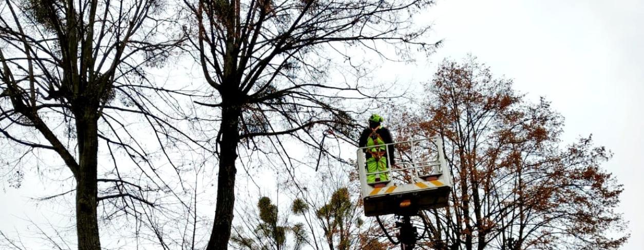 Zdjęcie z akcji usuwania jemioły. W tle drzewo i ekipa arborystyczna.