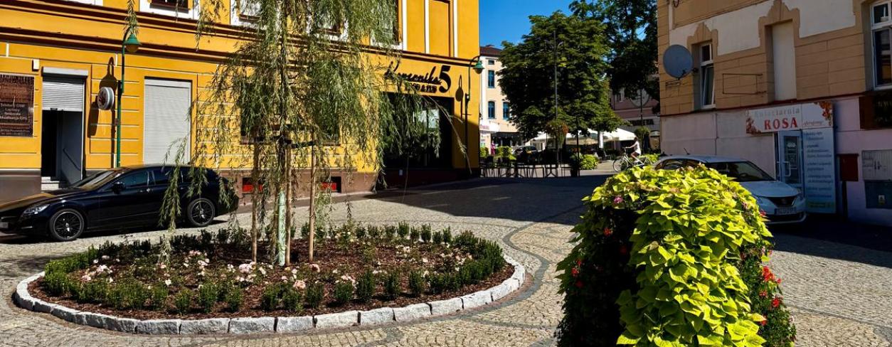 Zdjęcie zagospodarowania rabat na Placu Kopernika