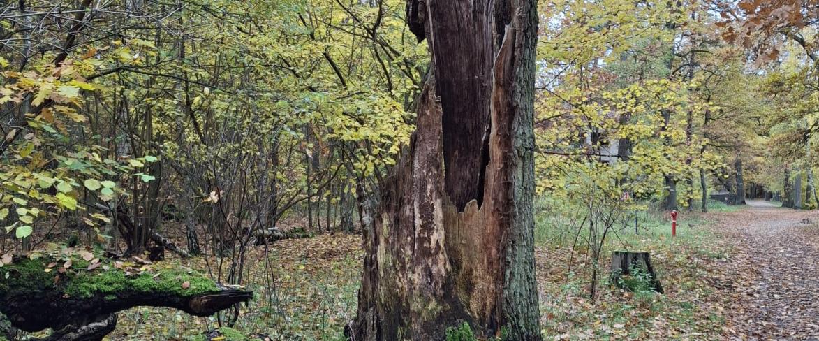 Zdjęcie pnia obumarłego drzewa