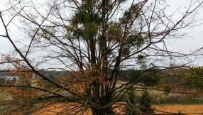 Zdjęcie z akcji usuwania jemioły. W tle drzewo porośnięte jemiołą.