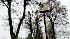 Zdjęcie z akcji usuwania jemioły. W tle drzewo i ekipa arborystyczna.